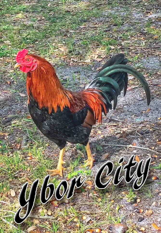 Ybor City Iconic Rooster Fridge Magnet (PMD10013)